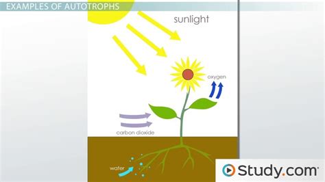 Autotroph | Definition & Examples - Lesson | Study.com