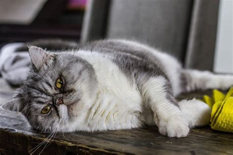 Persian Cat Health Problems: 7 Common Concerns | Pet Keen