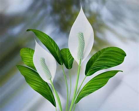 How To Care For A Peace Lily Plant Indoors : If you are repotting, move the plant into a pot ...