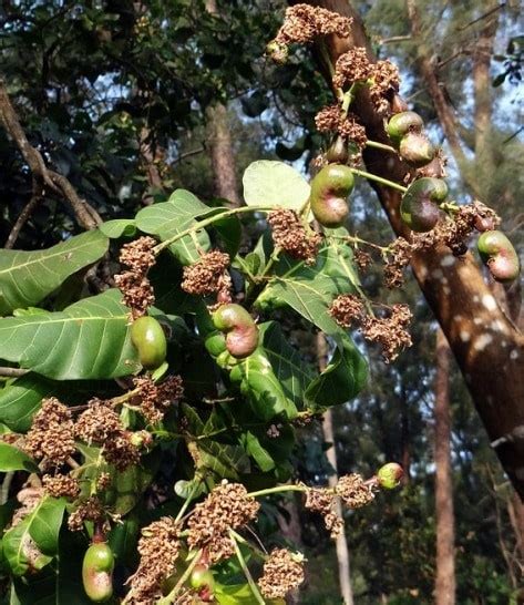 Cashew Nut Farming Project Report, Cost and Profit | Agri Farming