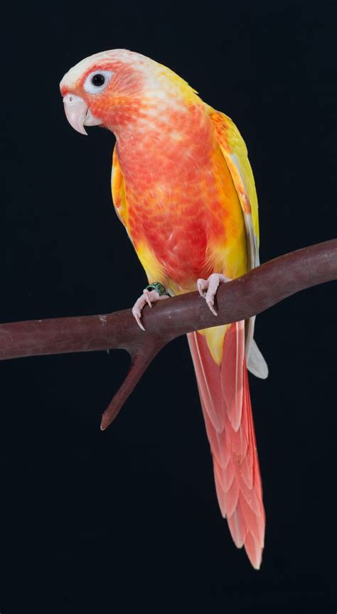 Pineapple Green-cheeked Conures (combination of Opaline and Cinnamon mutations). The amount of ...