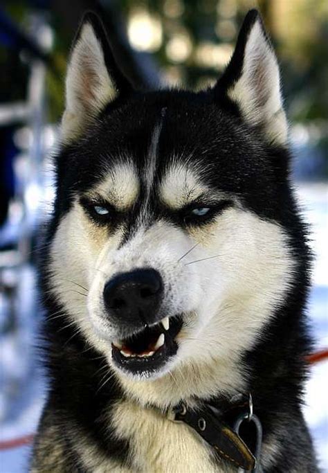 Huskies making human faces! So weirdly awesome! Funny Animal Quotes, Cute Funny Animals, Funny ...