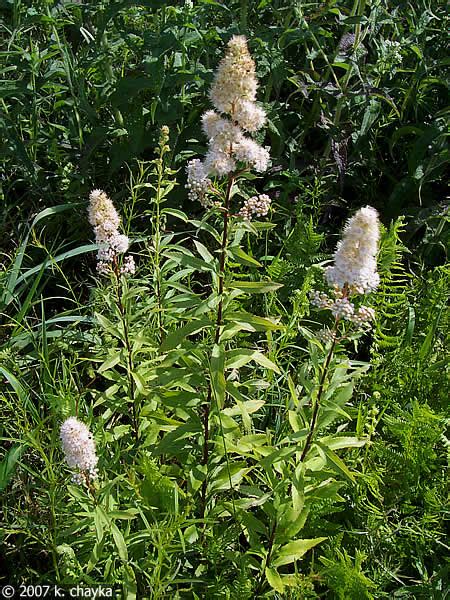 Spiraea alba (White Meadowsweet): Minnesota Wildflowers