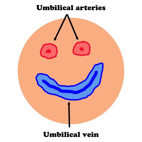 Umbilical Vessels Anatomy