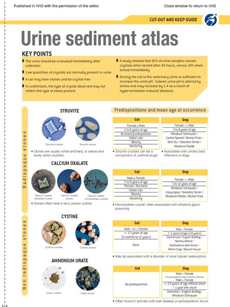 Urine sediment atlas: Key Points