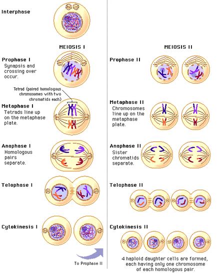 Meiosis - The Cell Cycle