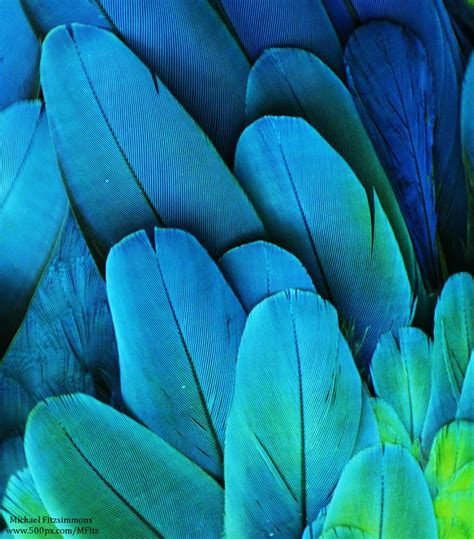 Macaw Feathers 10 | Macaw feathers, Macaw, Feather