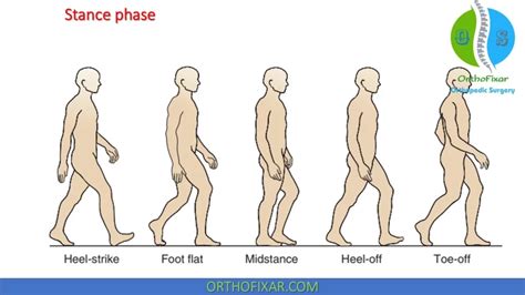 Gait Cycle: Phases & Biomechanics | OrthoFixar 2024