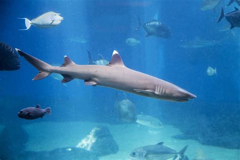 Whitetip Reef Shark - Maui Ocean Center