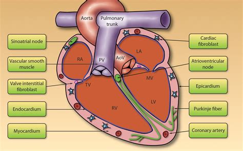 Cardiac-Specific Inducible and Conditional Gene Targeting in Mice | Circulation Research