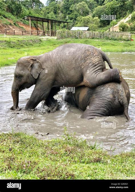 Baby elephants playing hi-res stock photography and images - Alamy