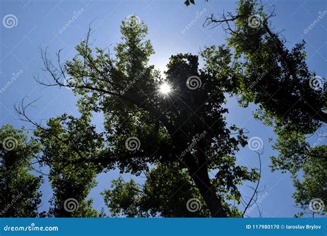 Steppe trees foliage stock photo. Image of foliage, landscape - 117980170