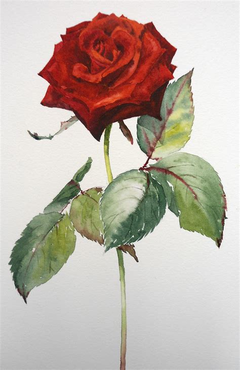 ~Learn how to paint this stunning red rose in watercolour with Sian Dudley now at ArtTutor.com ...