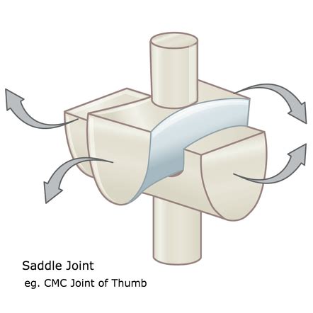 Saddle joint | Radiology Reference Article | Radiopaedia.org