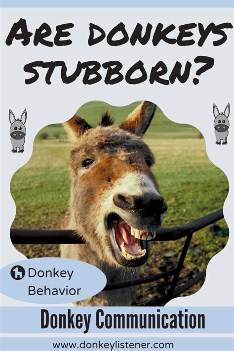 Donkey Behavior: Are donkeys stubborn? | Donkey, Stubborn, Behavior