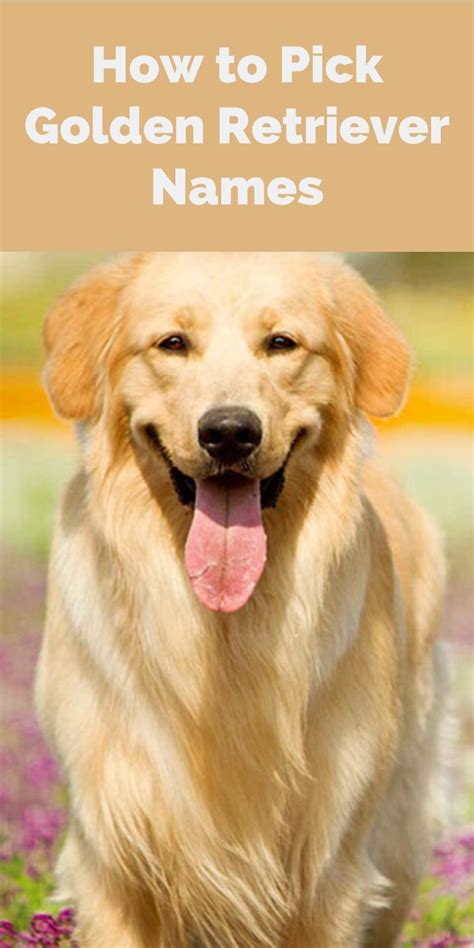 Golden retriever names 101 best cute names – Artofit