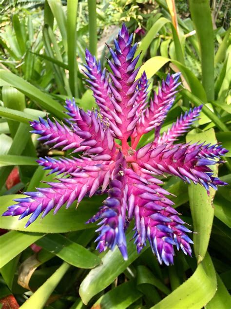 Figured Id share here as well. Bromeliaceae Aechmea Blue Tango Stunning ...