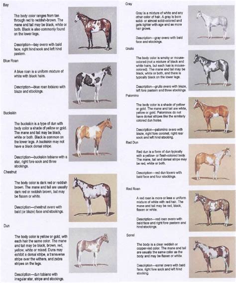 genetics - painthorselegends | Horse coloring, Horse painting, Horse breeds