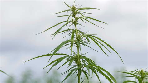 The Race to Re-Learn Hemp Farming