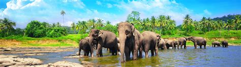 Bathing with Giants: A Visit to the Pinnawala Elephant Orphanage - Remarkable Expeditions PVT ...