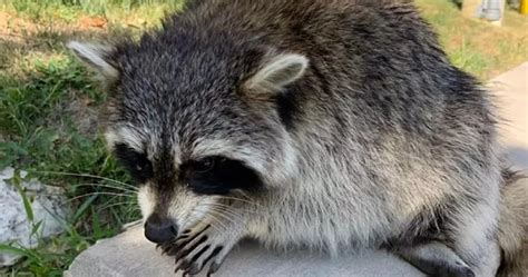 Understanding Raccoon Behavior: Insights for Homeowners