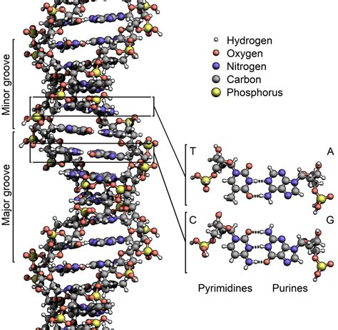 DNA Structure Biophotonics - Industry Tap