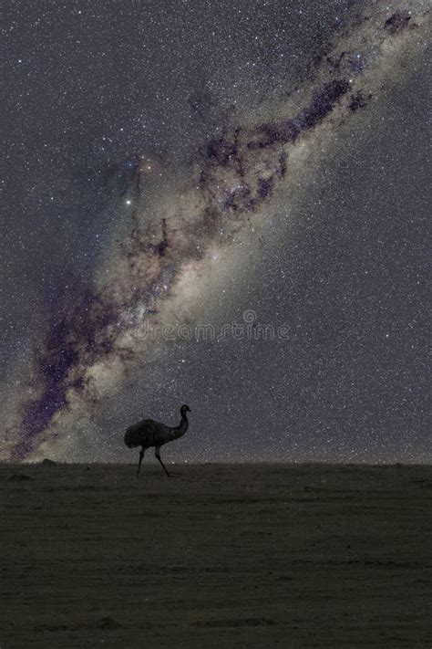 The Dark Emu stock image. Image of dark, native, night - 178959715