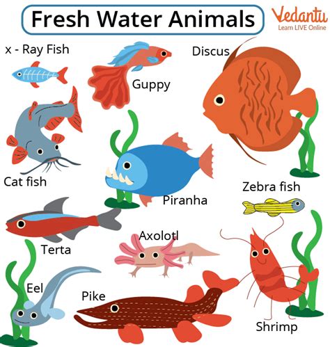 List of Freshwater Animals - Learn with Examples for Kids