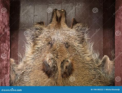 Wild Boar Pelt from Hunted Animal Stock Photo - Image of nature, leather: 196180222