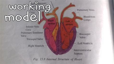 👍 Working heart model || heart science project || 10th class || bio working model project - YouTube