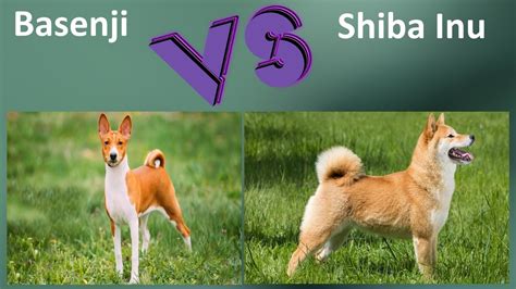 Basenji Shiba Mix