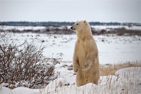 The rich wildlife of Hudson Bay - Churchill Wild Polar Bear Tours