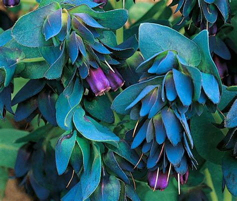 Honeywort Seeds - Cerinthe Major Purpurascens