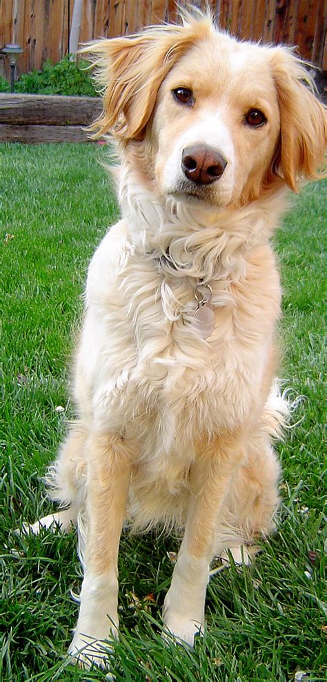 Border Collie Golden Retriever Mix | Dog Breeds Picture