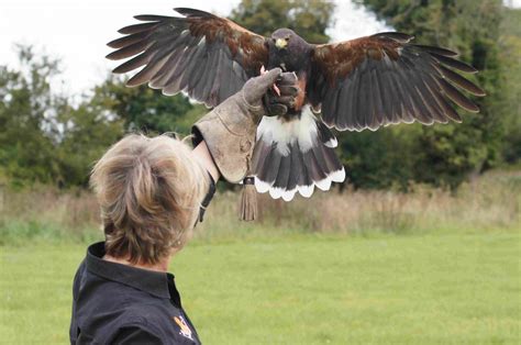 West Sussex Falconry | Experience West Sussex