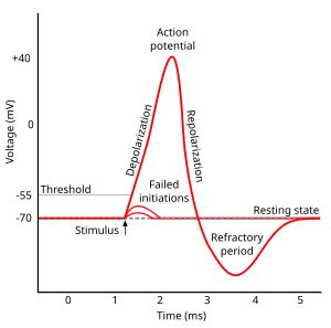 Refractory period (physiology) - Wikipedia