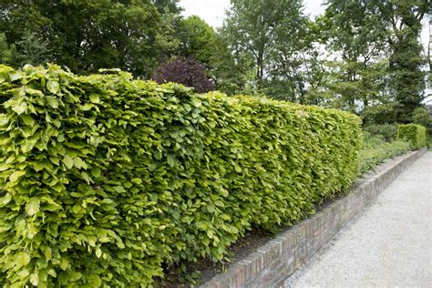 Planting beech hedges: tips & tricks - Plantura