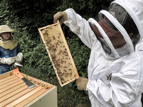 Backyard Beekeeping for Beginners - Rocky Hedge Farm