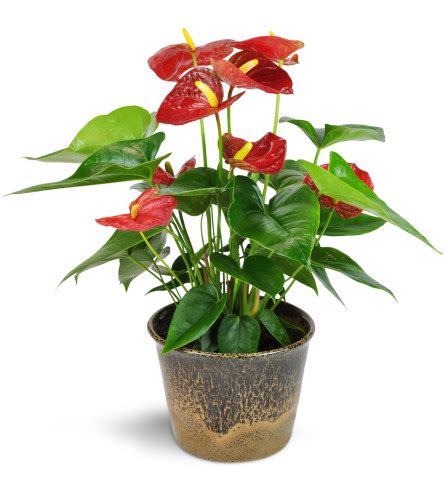 Red Anthurium Plant - Edmonton, AB Florist