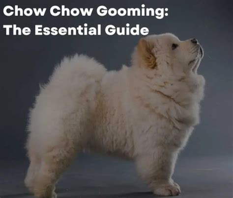 How To Groom Chow Chow? The Essential Guide