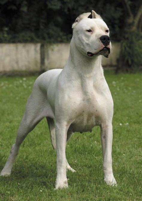 Dogo argentino - EcuRed