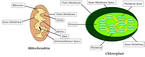 Mitochondria and Chloroplast a detailed comparison between the functions and purposes of the ...