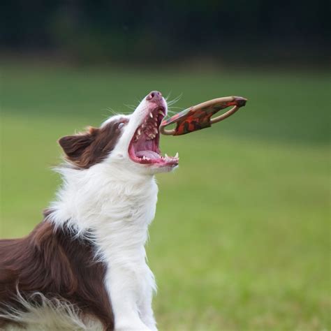 Major Dog Frisbee Toy - Paragon Petz Australia