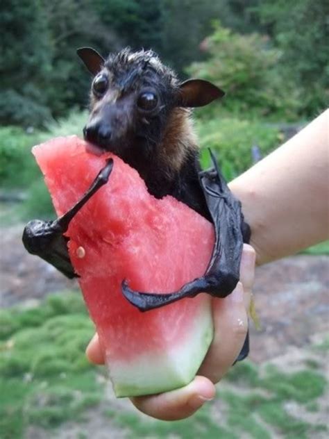 15 Animals eating watermelons (15 pics) | Amazing Creatures