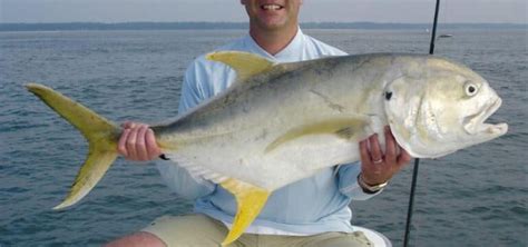 How to catch Jack Crevalle fish