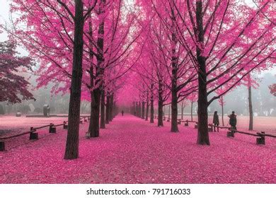 Árbol rosa, isla Nami en Corea Foto de stock 586096691 | Shutterstock