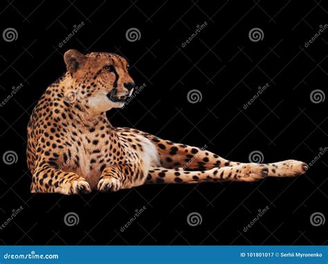 Cheetah Spotted Isolated at Black Stock Image - Image of portrait ...