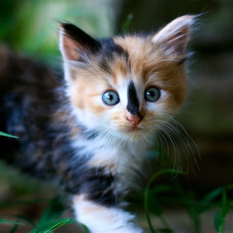 Calico Cat HD Wallpapers - Wallpaper Cave