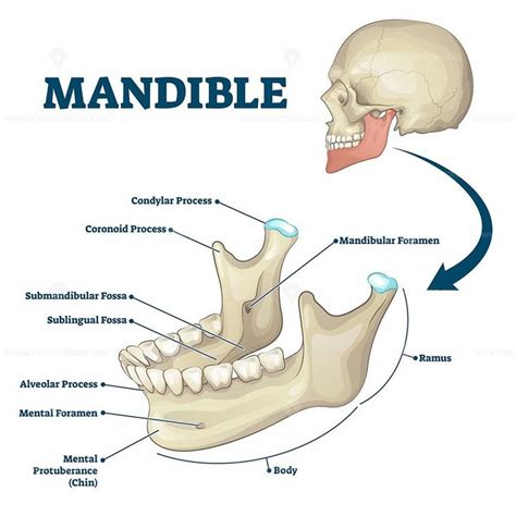 Mandible jaw bone labeled anatomical structure scheme vector ...