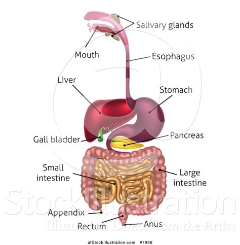 Labeled Diagram Of The Digestive System